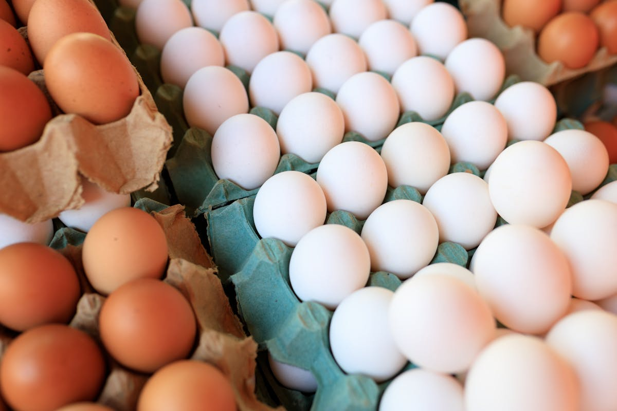 Farm fresh eggs rich in B12 for longevity nutrition