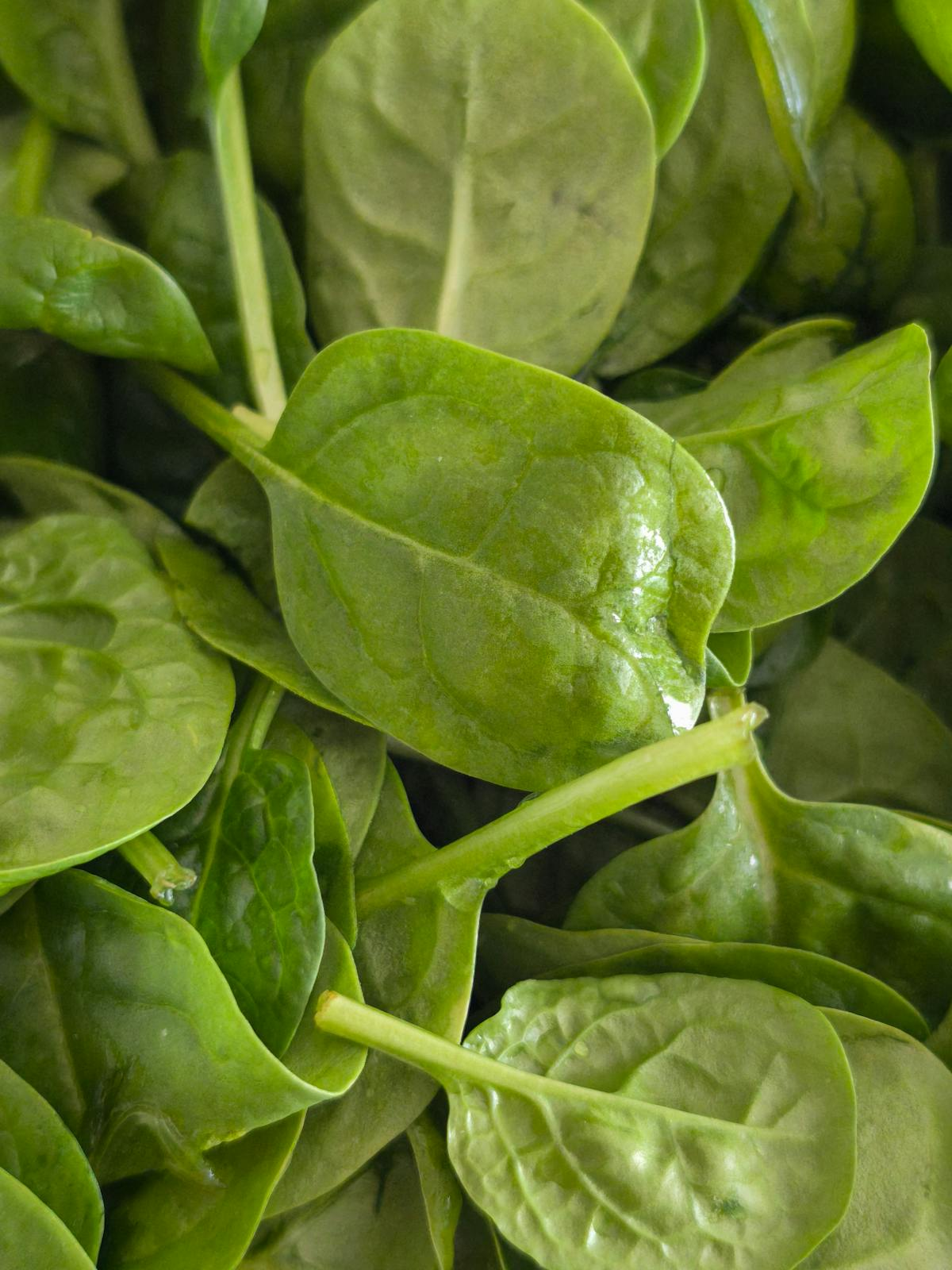 Fresh spinach leaves iron-rich food for longevity nutrition